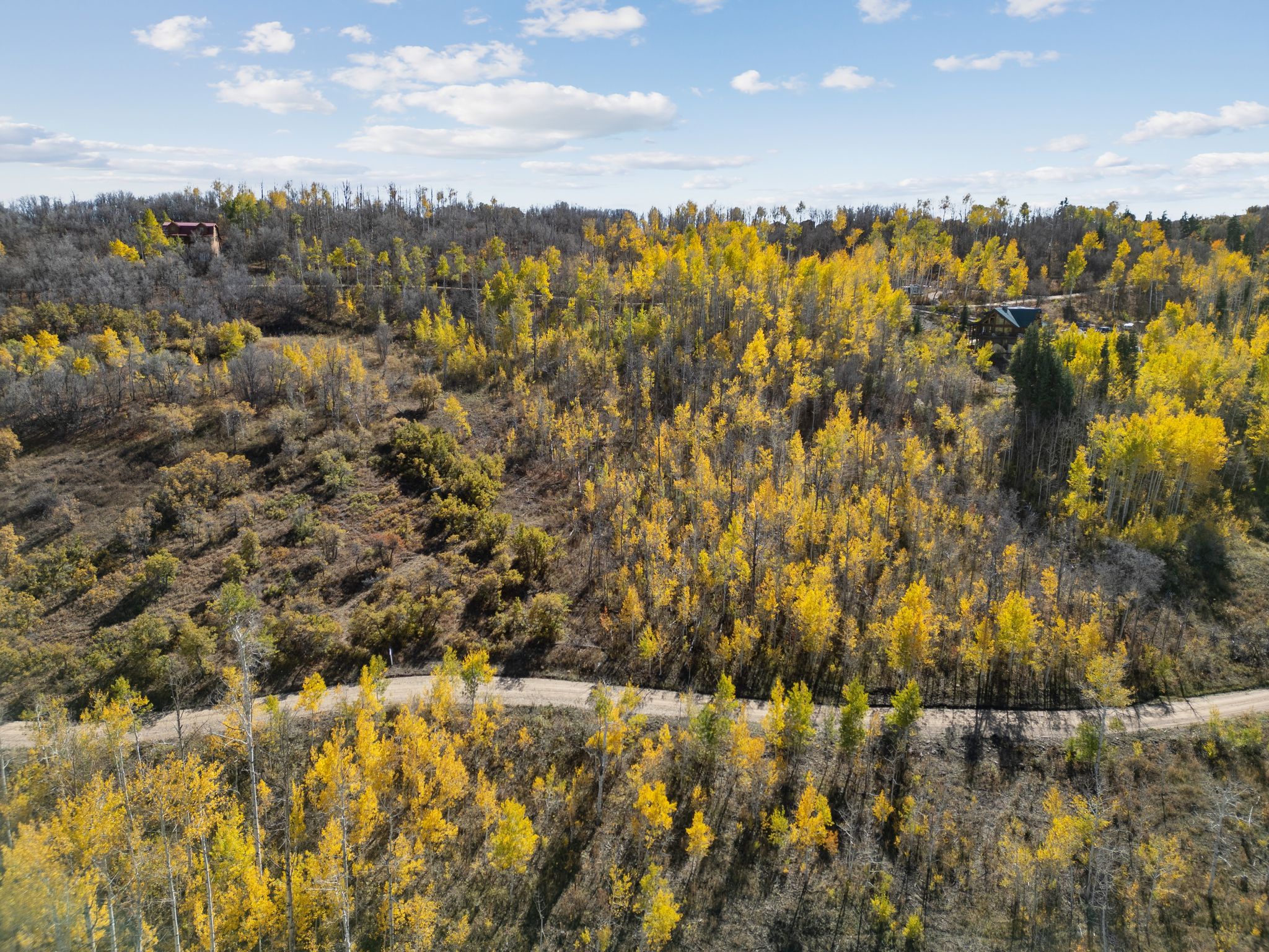 Bird's eye view of a forest