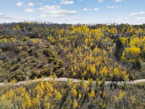 Bird's eye view of a forest