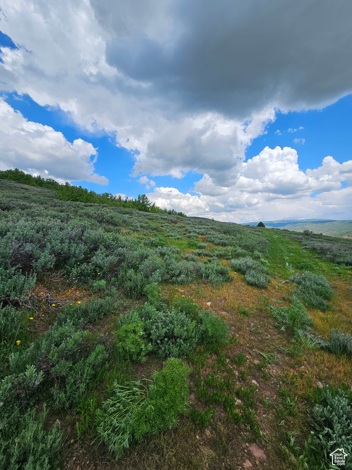 View of undeveloped land