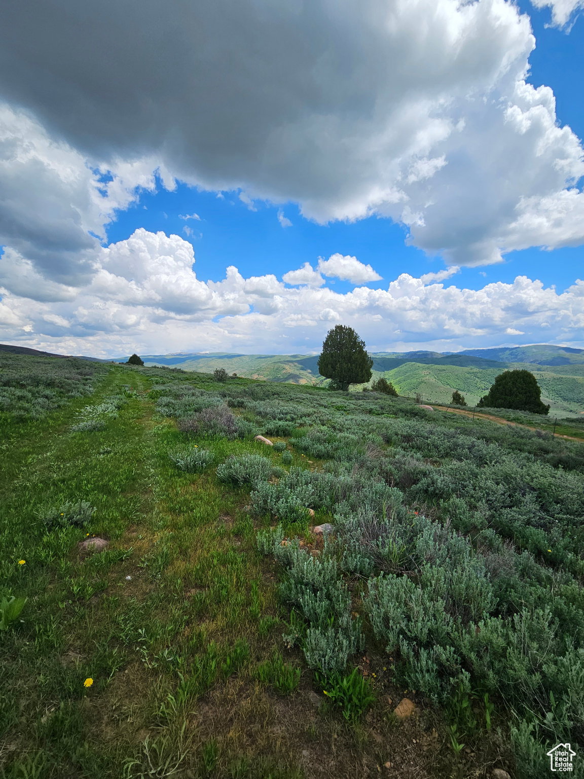 View of yard with a view of rural / pastoral area