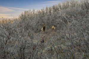 View of local wilderness