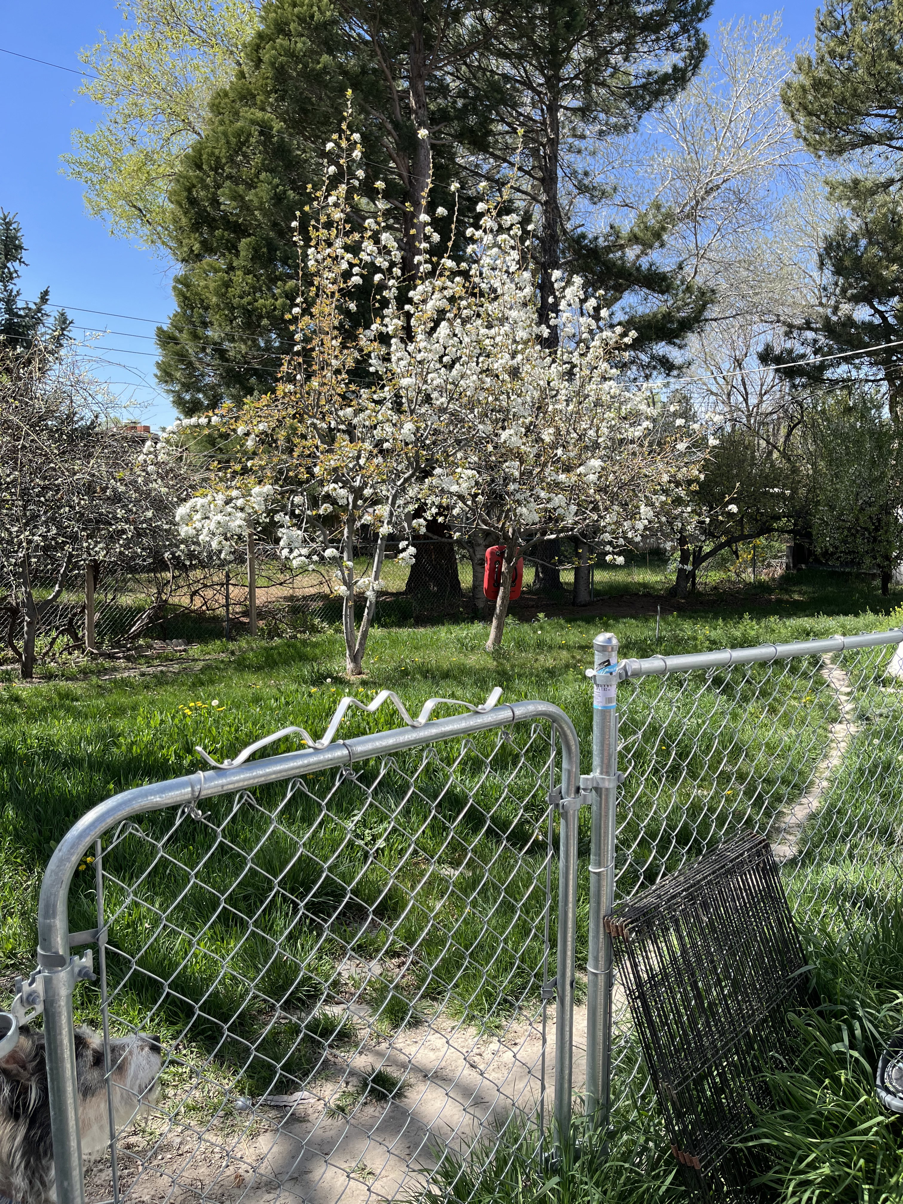 Fully fenced back yard with a gate and a variety of fruit trees.