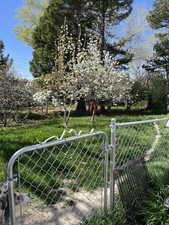 Fully fenced back yard with a gate and a variety of fruit trees.
