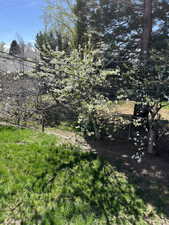 View of yard with fruit trees