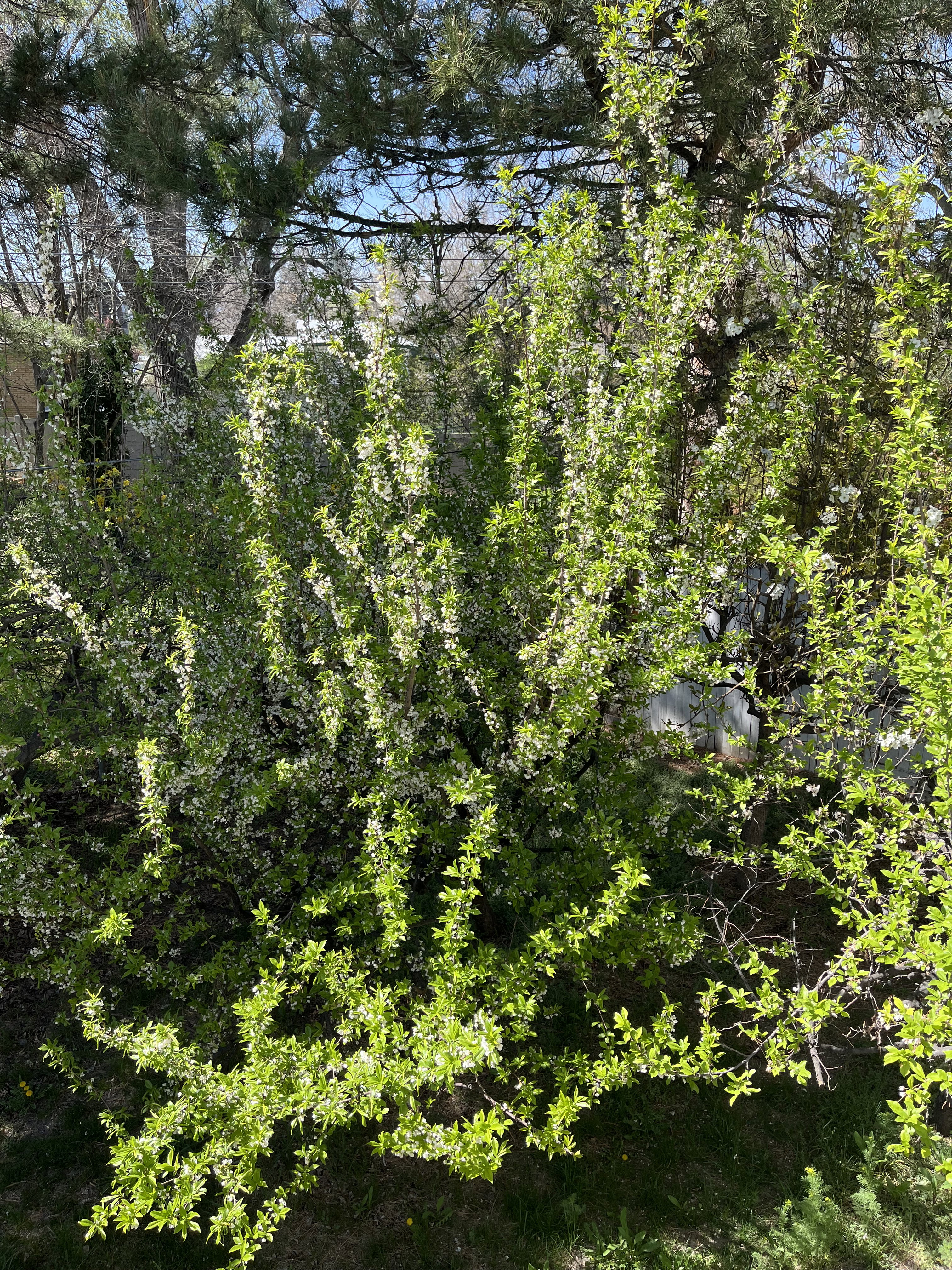 Fruit trees in back yard