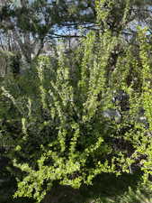 Fruit trees in back yard