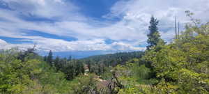 Mountain view with a forest