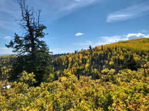 View of wooded area