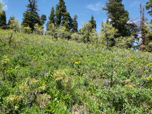 View of undeveloped land