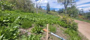 Bottom corner of lot - Bottom road