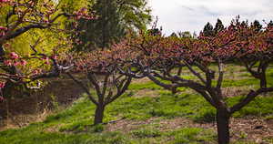 Just a few of the 100+ fruit trees in the orchard area!