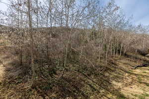 View of local wilderness