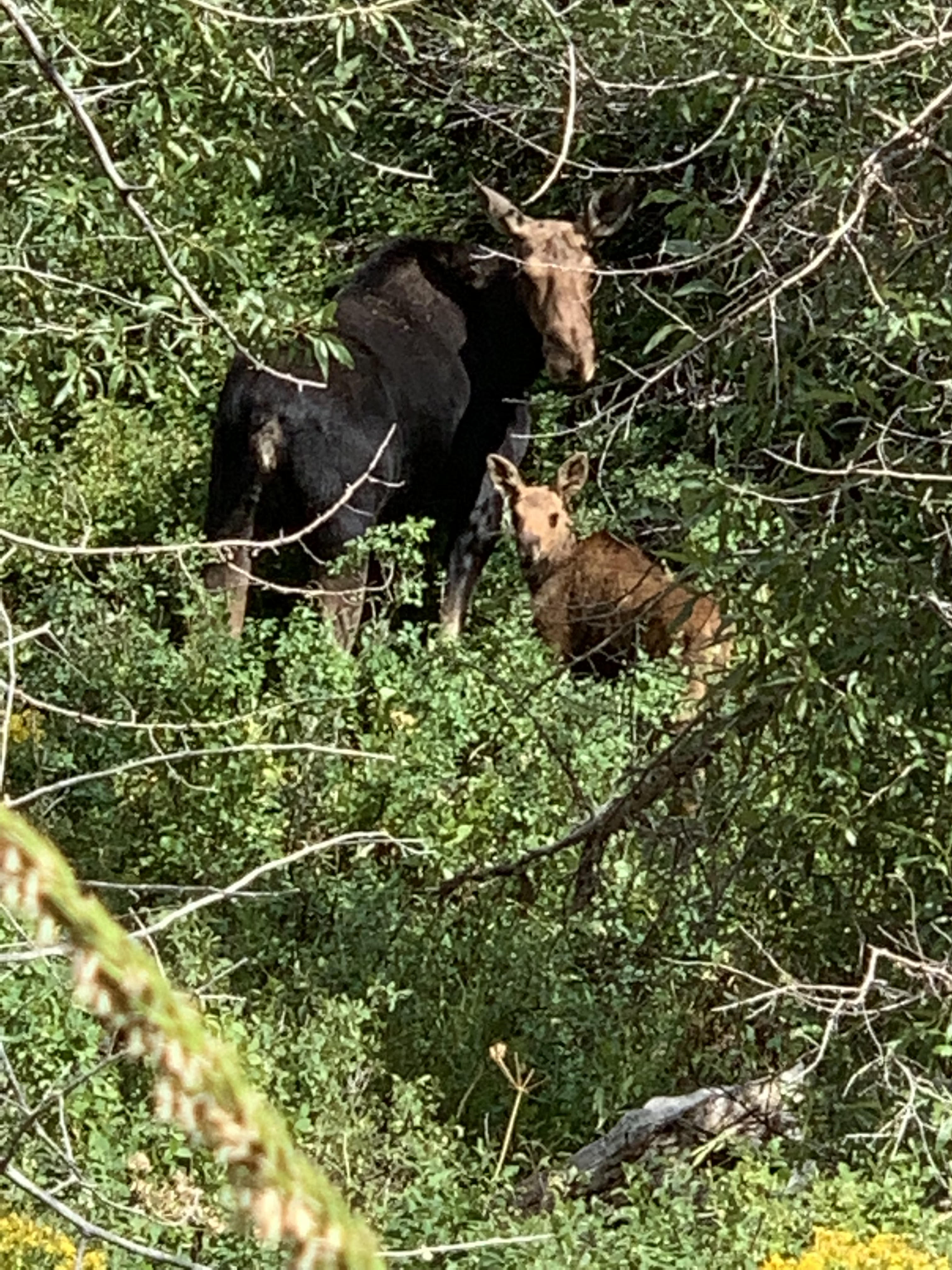 Wildlife Viewing