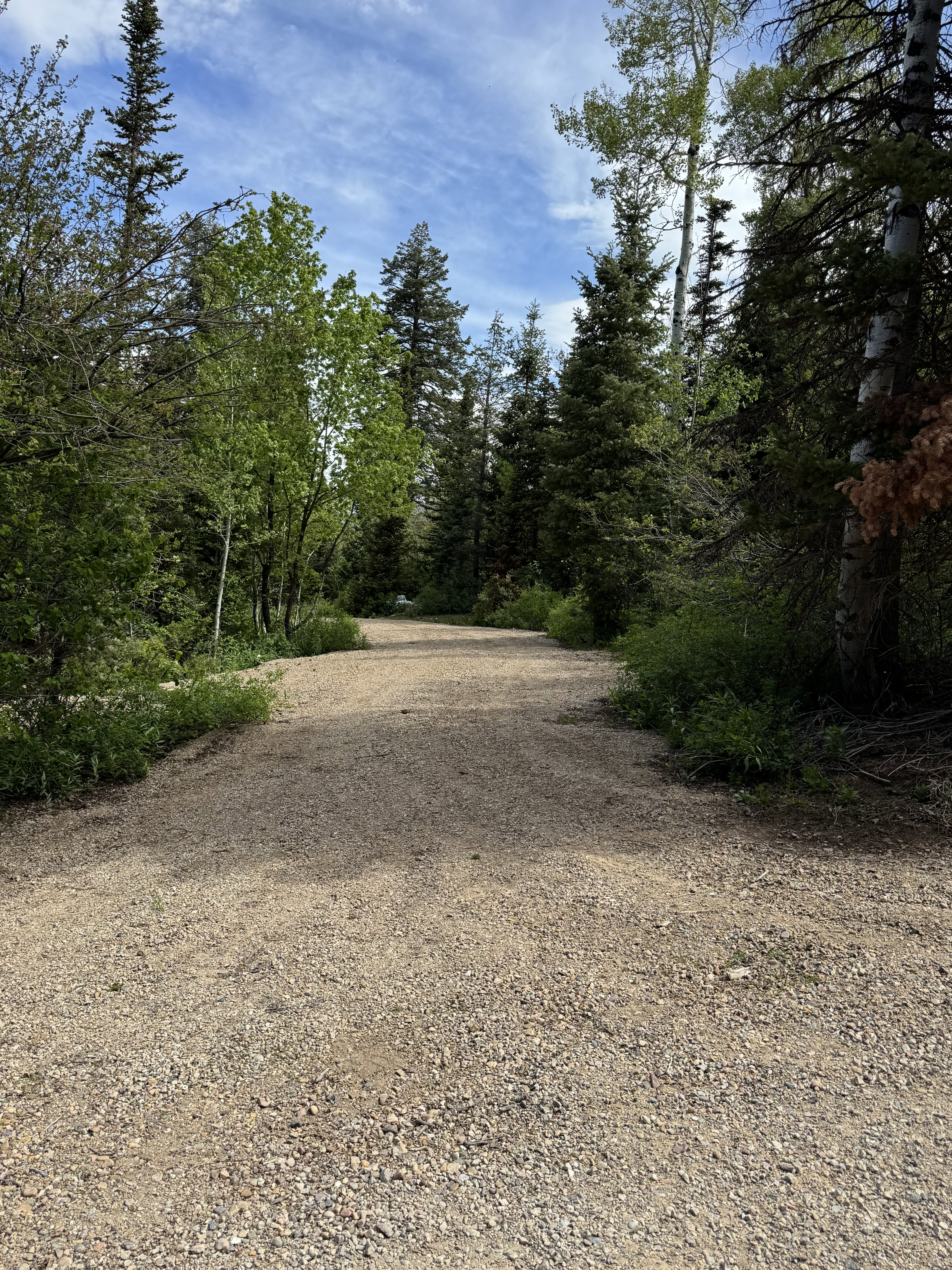 Gravel driveway surrounded by mature evergreen and deciduous trees