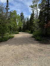 Gravel driveway surrounded by mature evergreen and deciduous trees