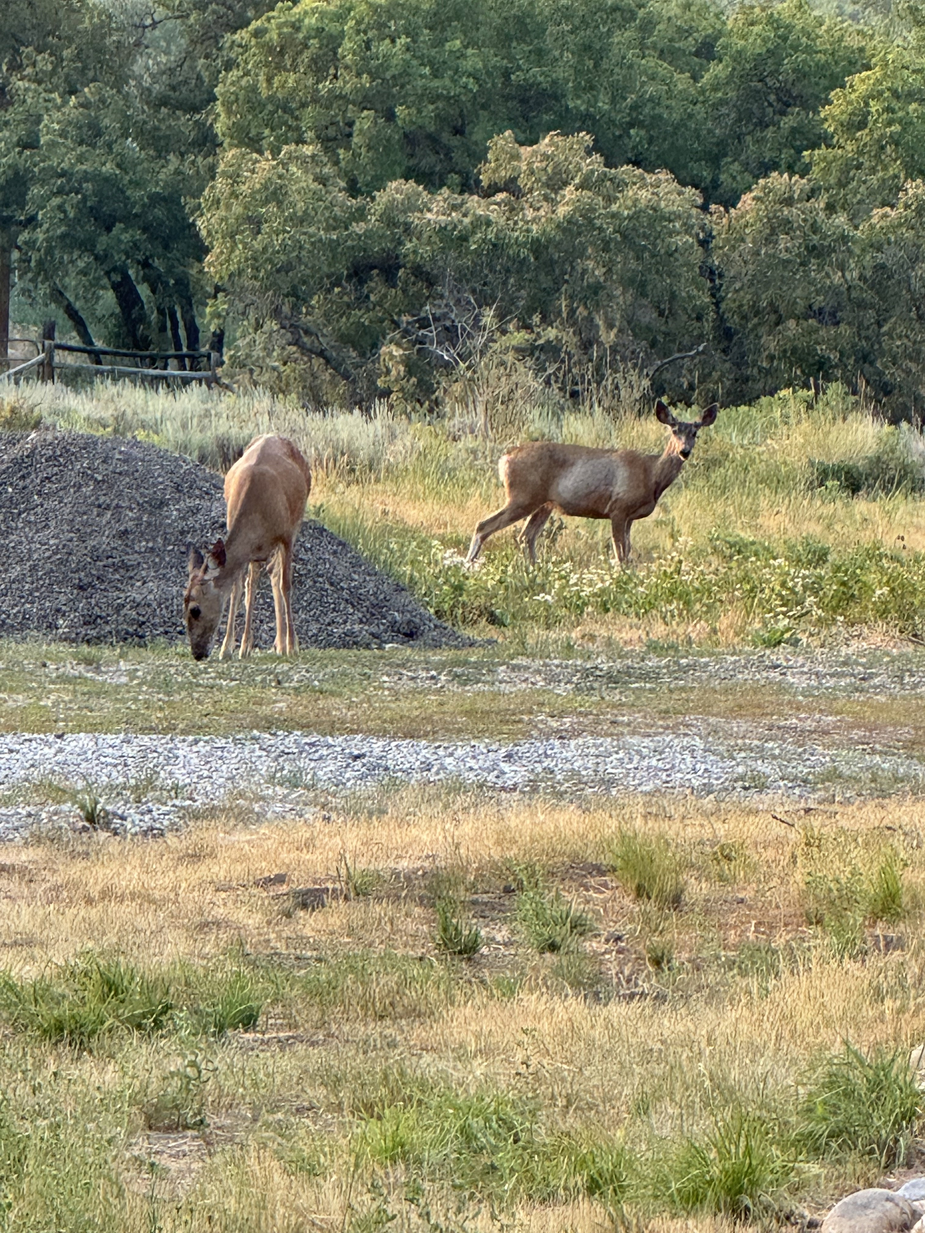 Wildlife Viewing