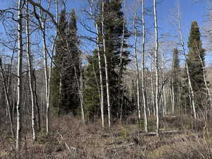 View of wooded area