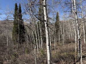 View of tree filled area