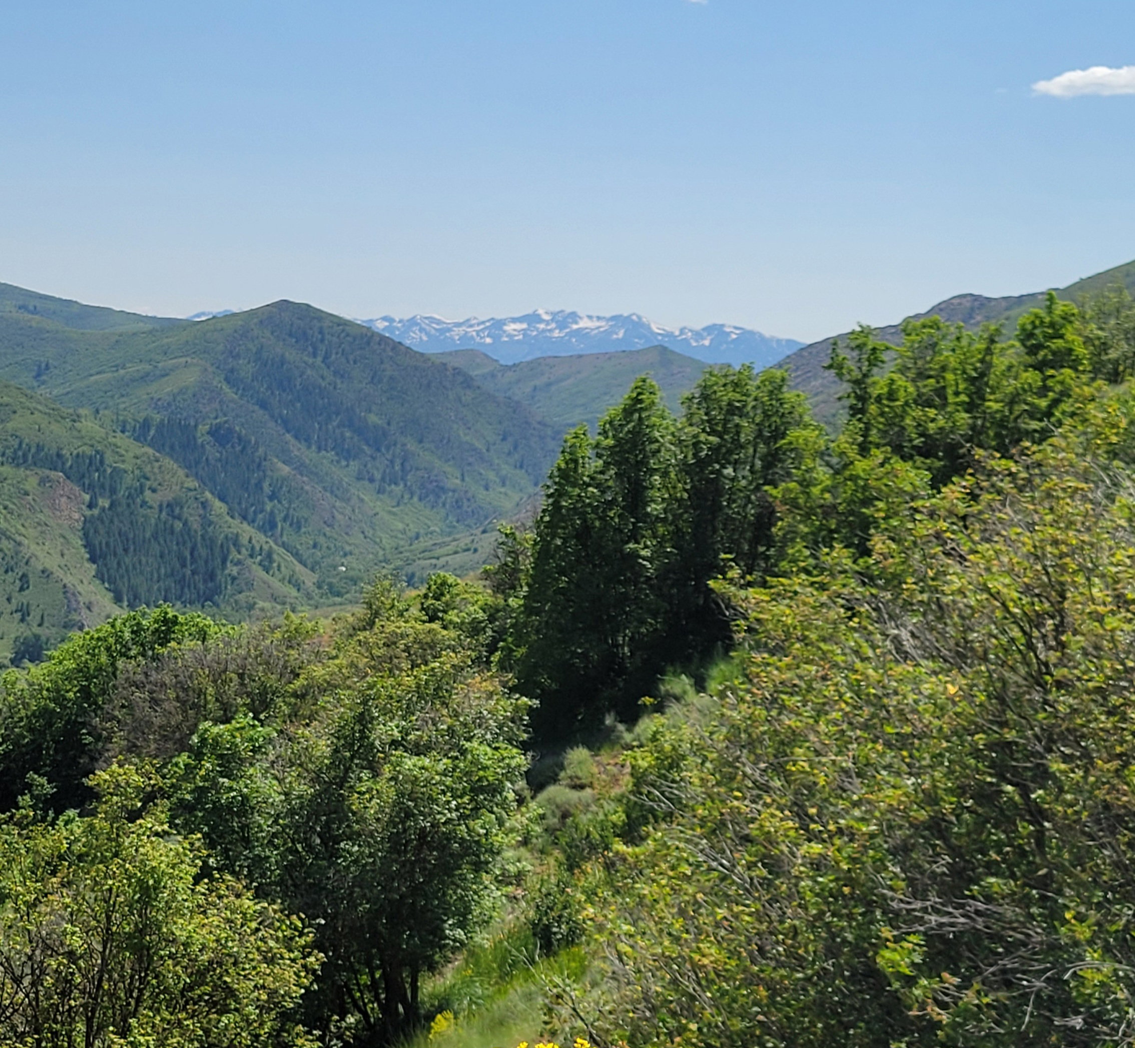 View of mountain background with a forest