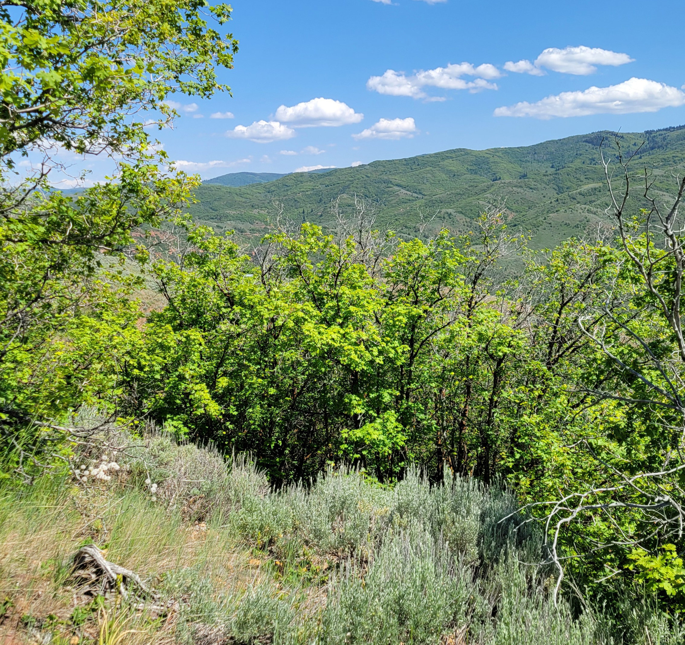 View of mountain backdrop featuring a forest