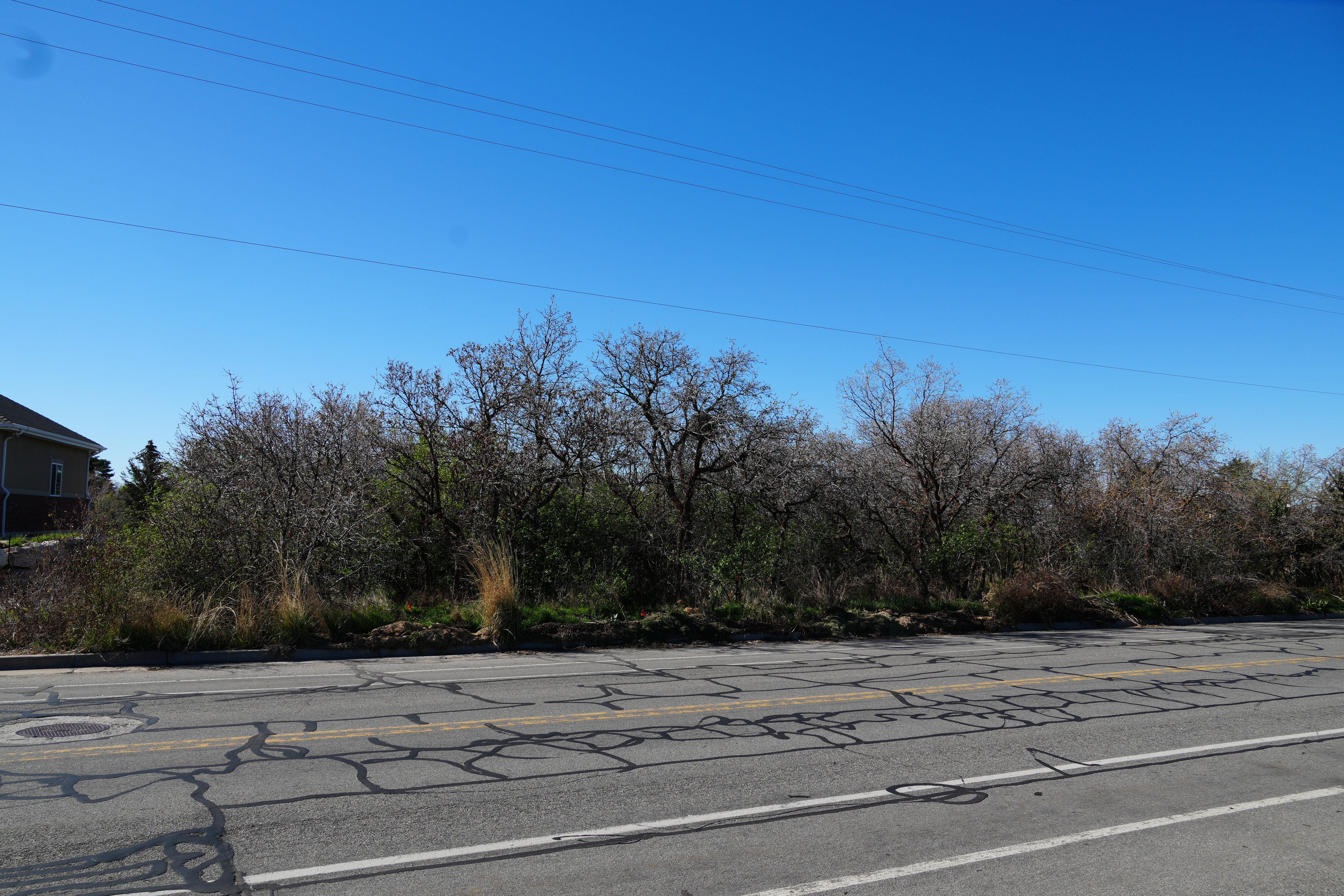 View of asphalt street with view of wooded area