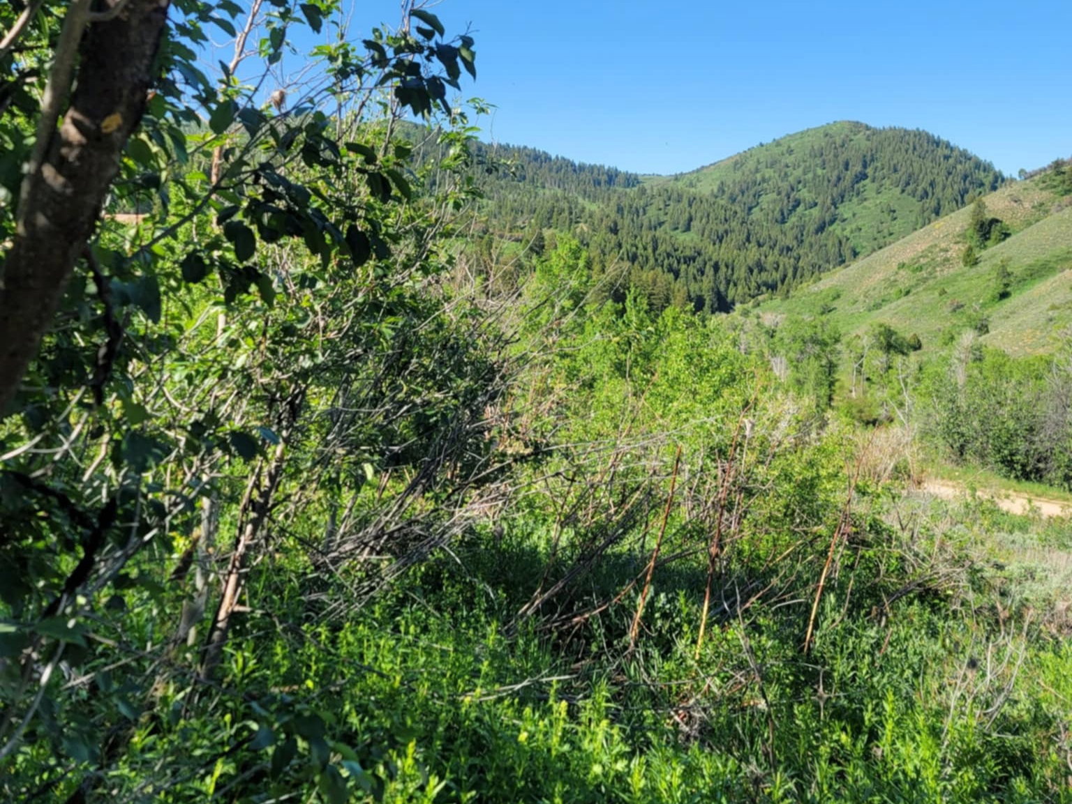 View of mountain backdrop featuring a forest