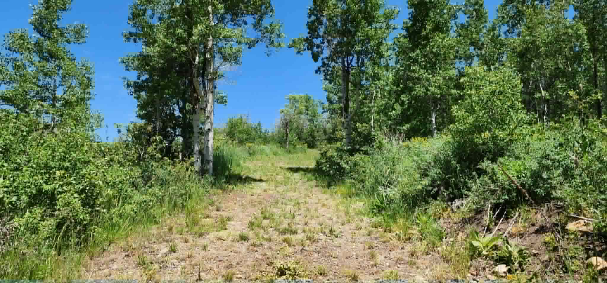 Wooded lot featuring a natural path, mature deciduous trees, and diverse undergrowth