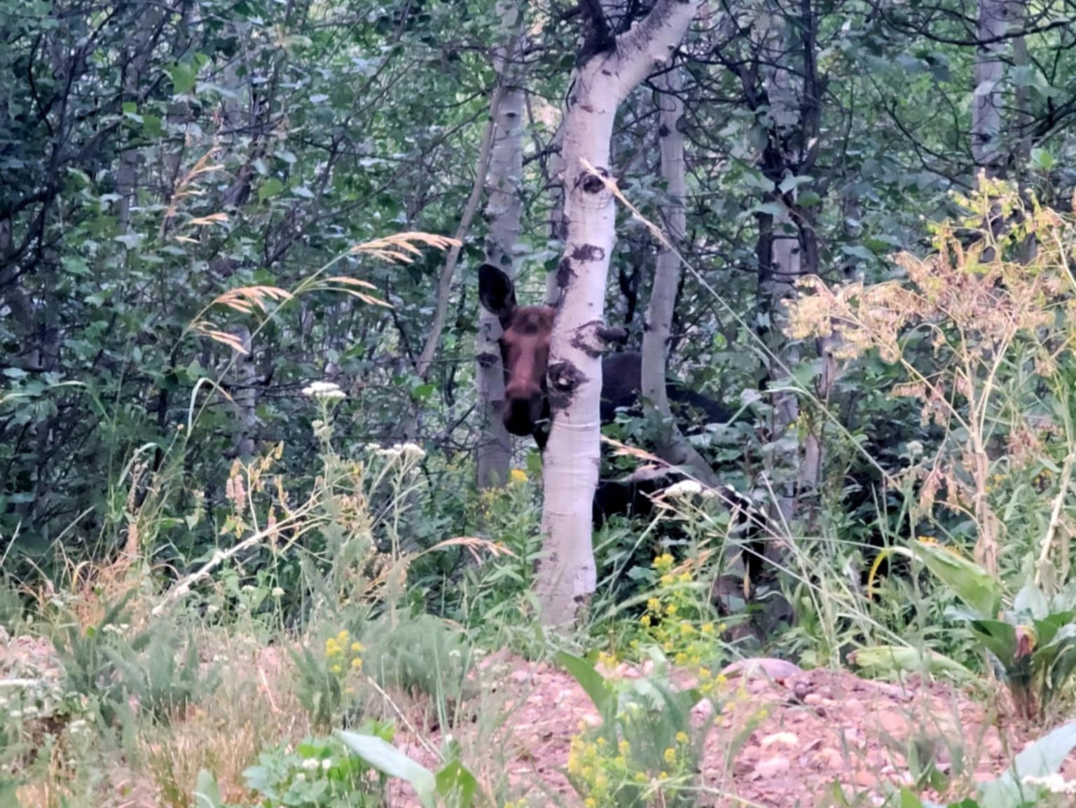 View of wooded area