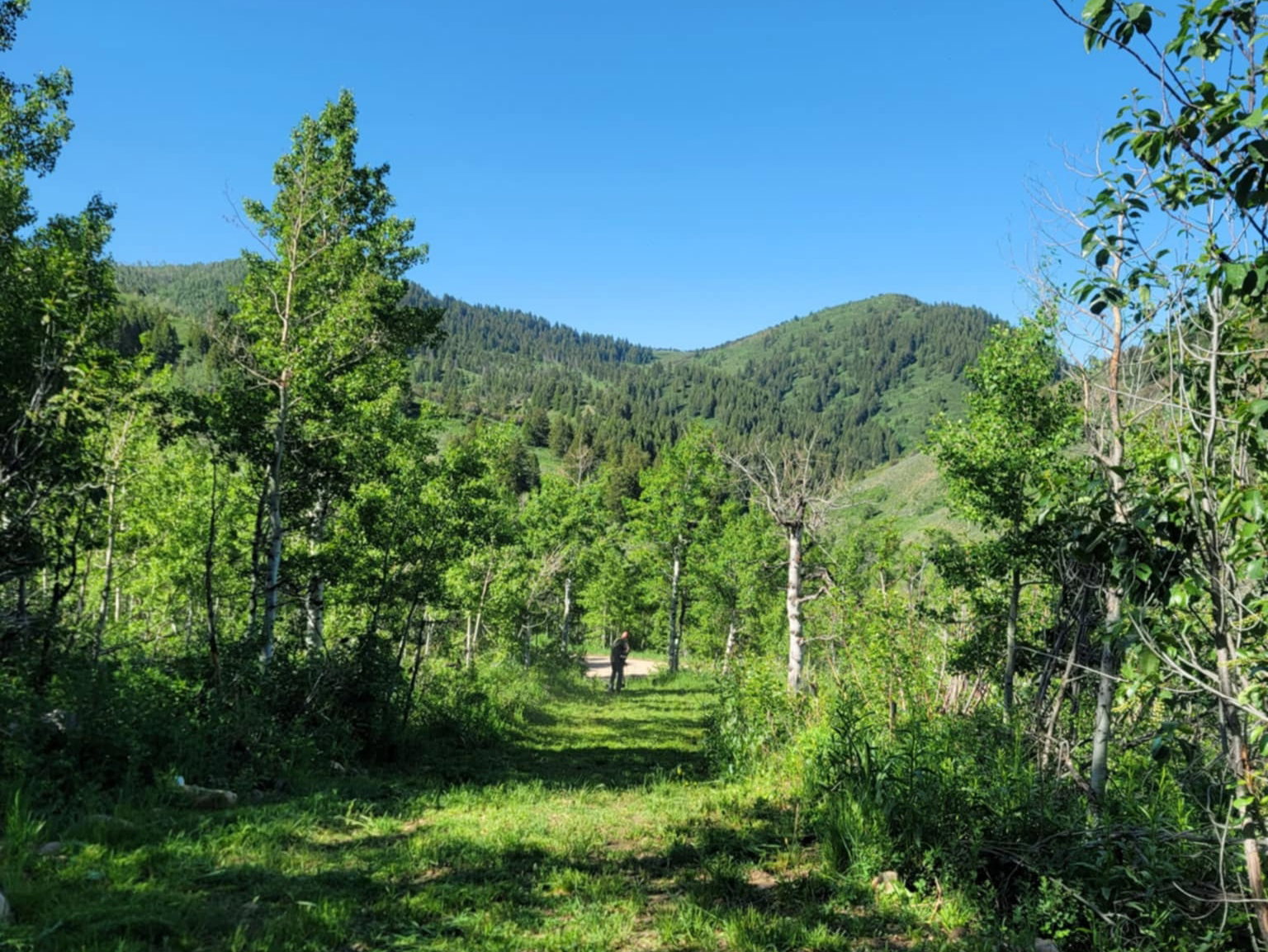 Mountain view featuring a heavily wooded area