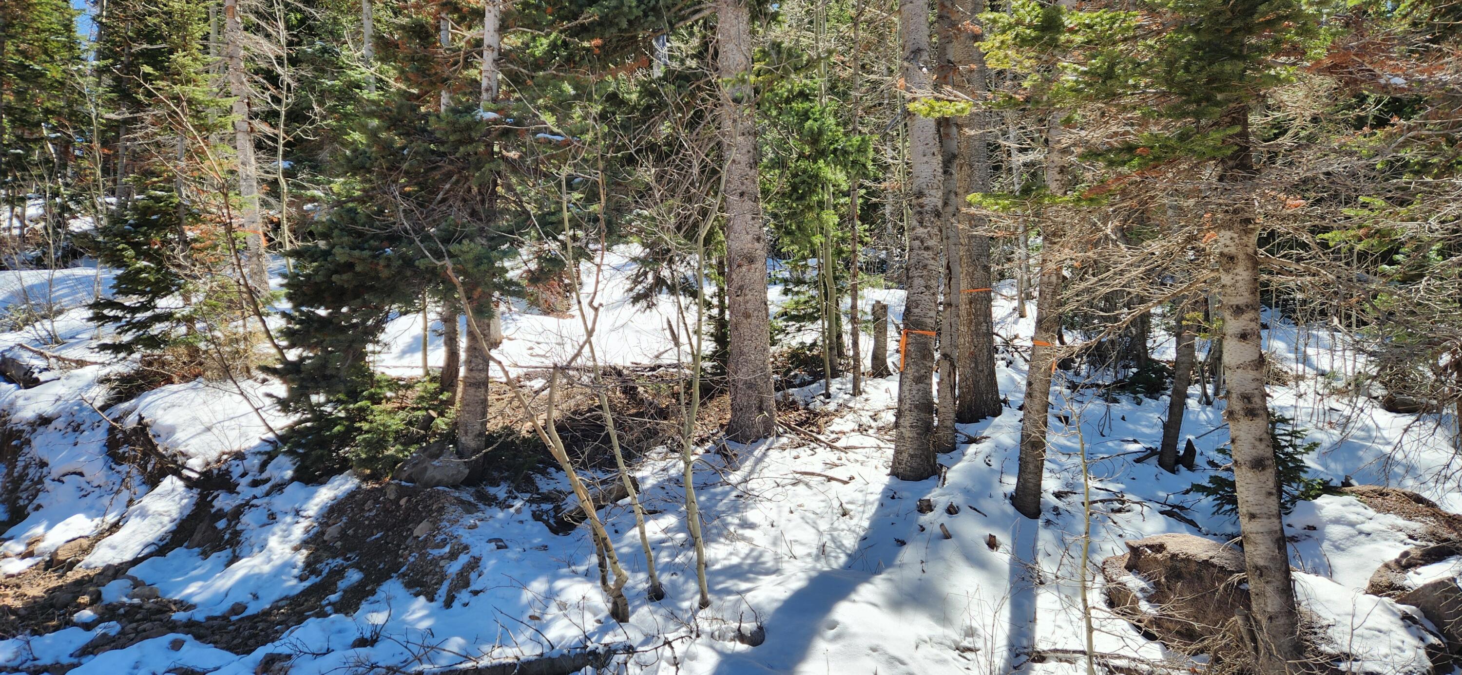 View of snow covered land