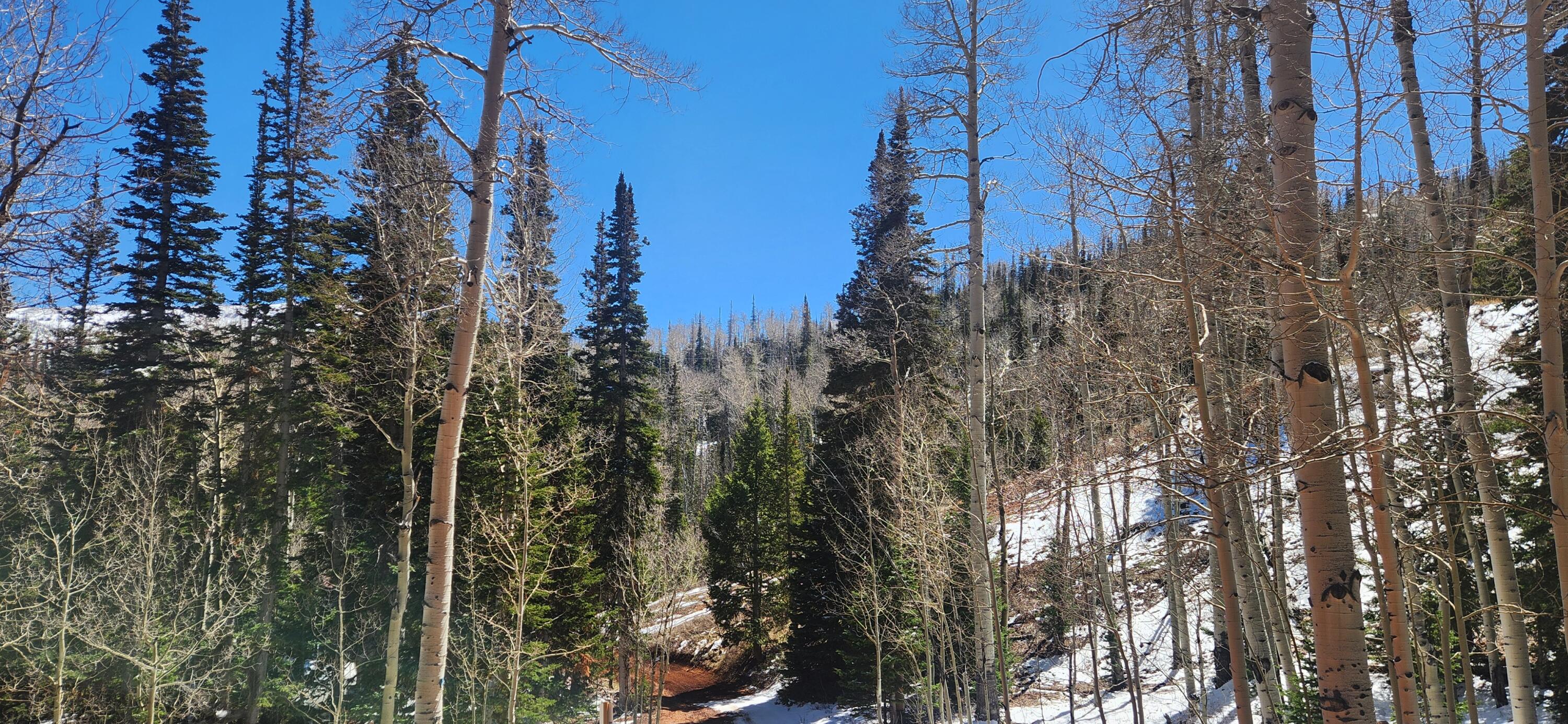 View of tree filled area