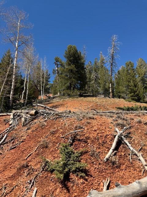 View of local wilderness