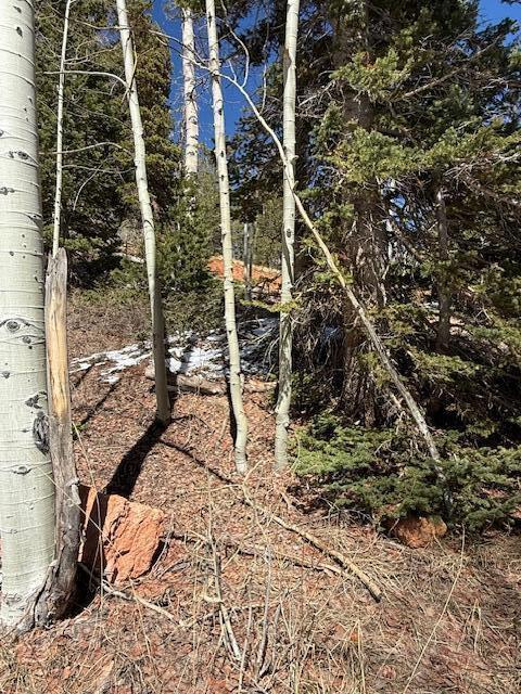 View of local wilderness