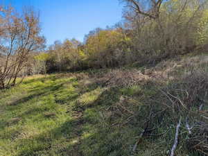 View of undeveloped land