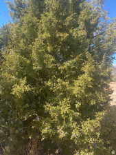 View of local wilderness