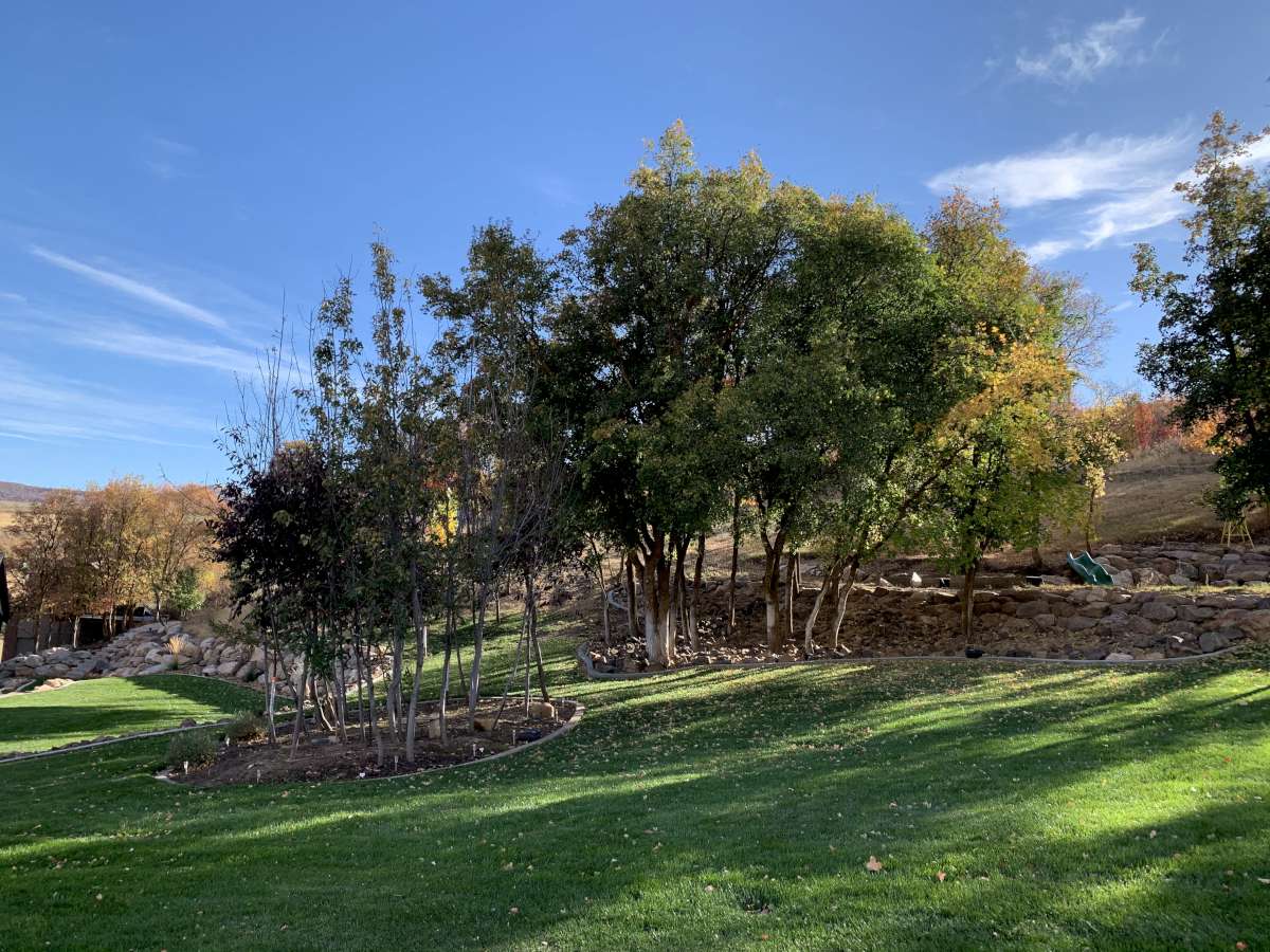 View of grassy yard