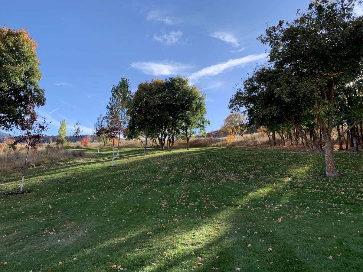 View of green lawn