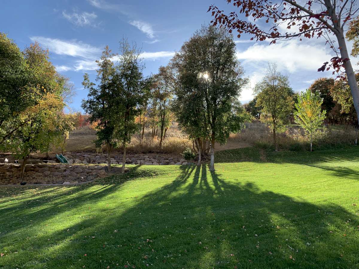 View of green lawn