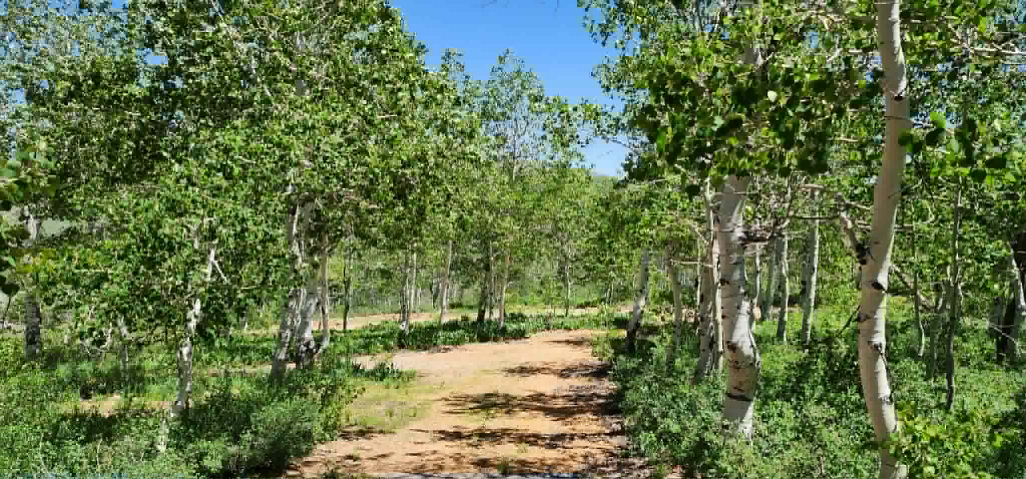 Wooded lot featuring mature trees and a natural path