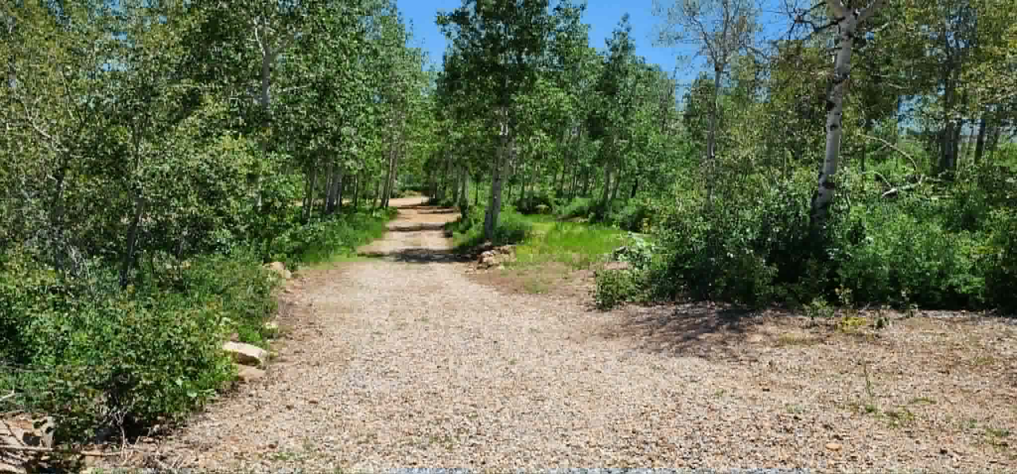 Gravel pathway surrounded by mature trees and lush natural foliage