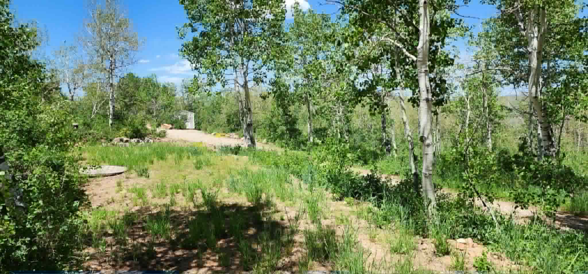 Expansive natural landscape featuring lush greenery and numerous mature trees