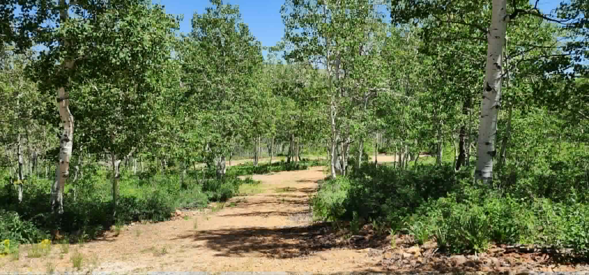Wooded property featuring a natural path, abundant mature trees, and dense ground cover