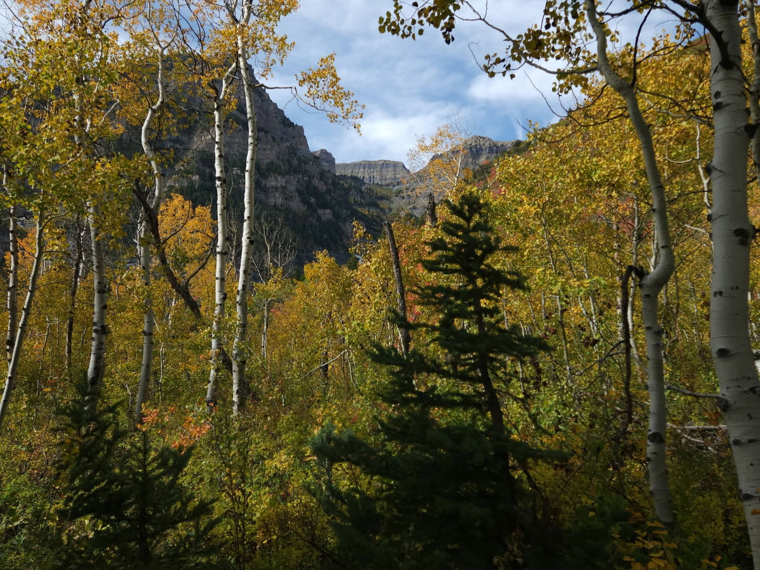 View of mountain background featuring a forest