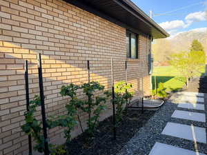 Thornless blackberry & raspberry plantings