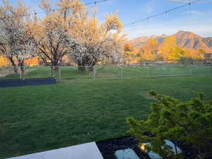 Neff's Orchard with our view of Mt. Olympus