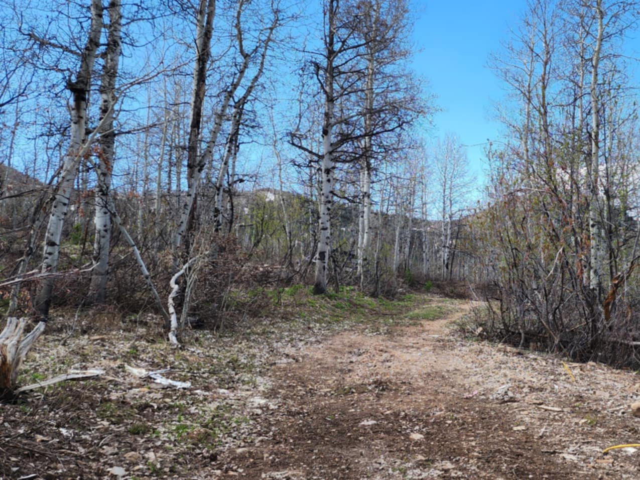 View of tree filled area