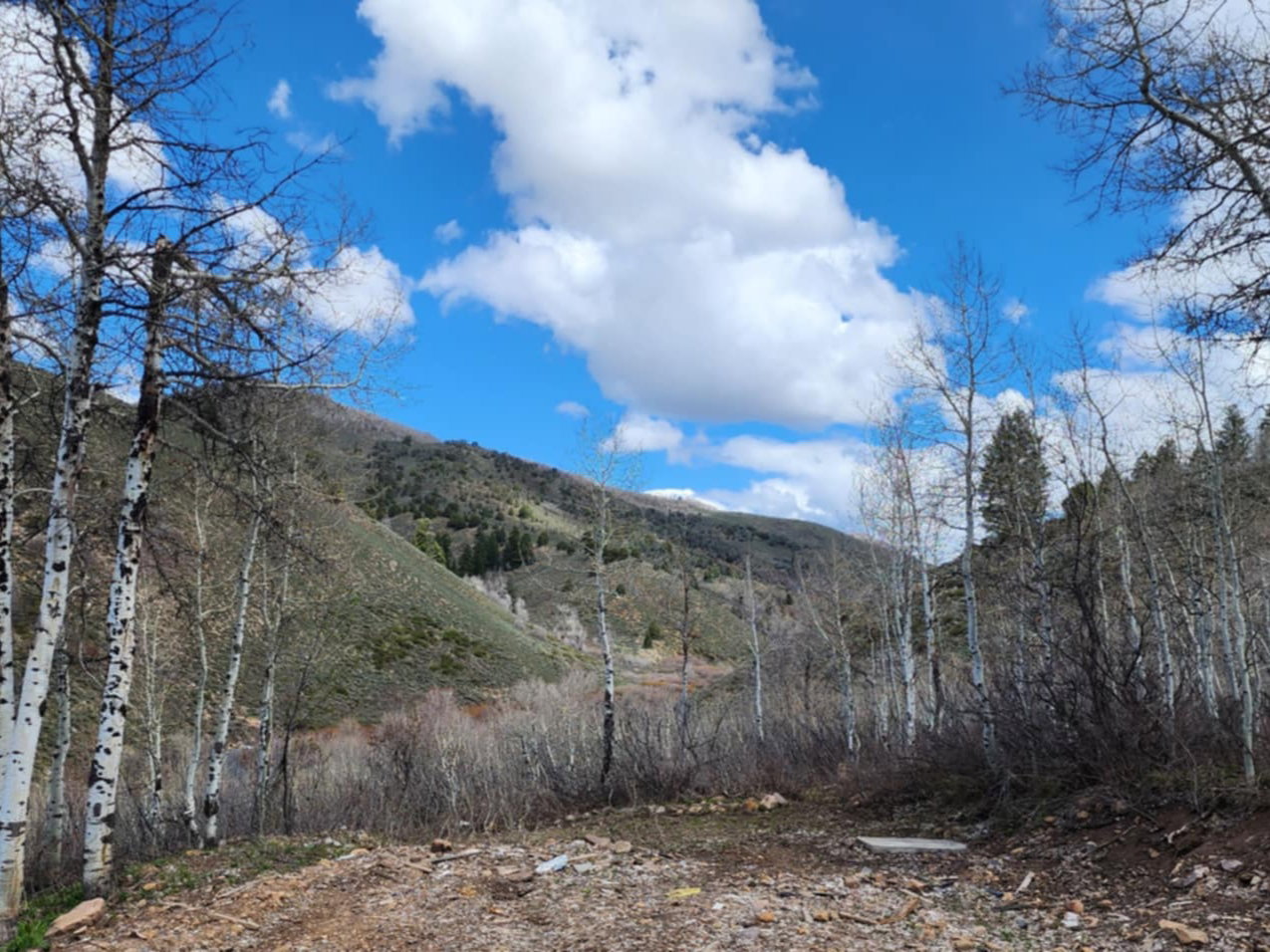 Mountain view featuring a forest