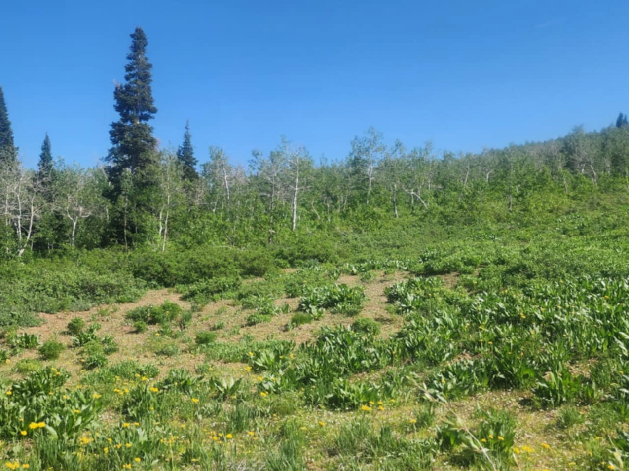 View of woods