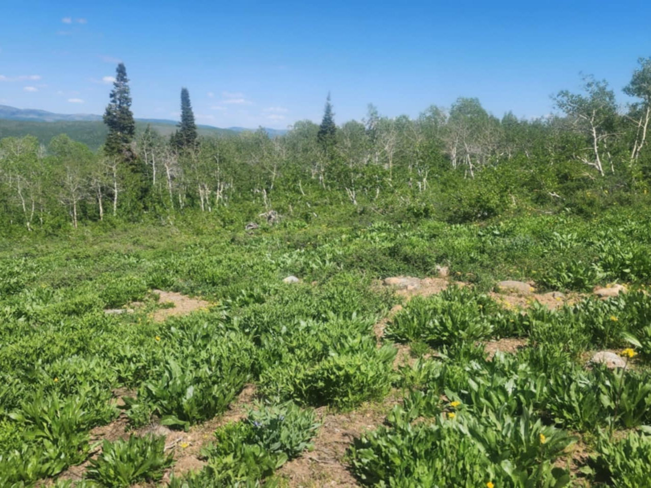 View of undeveloped land