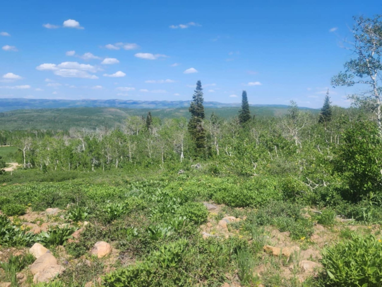 Mountain view with a heavily wooded area